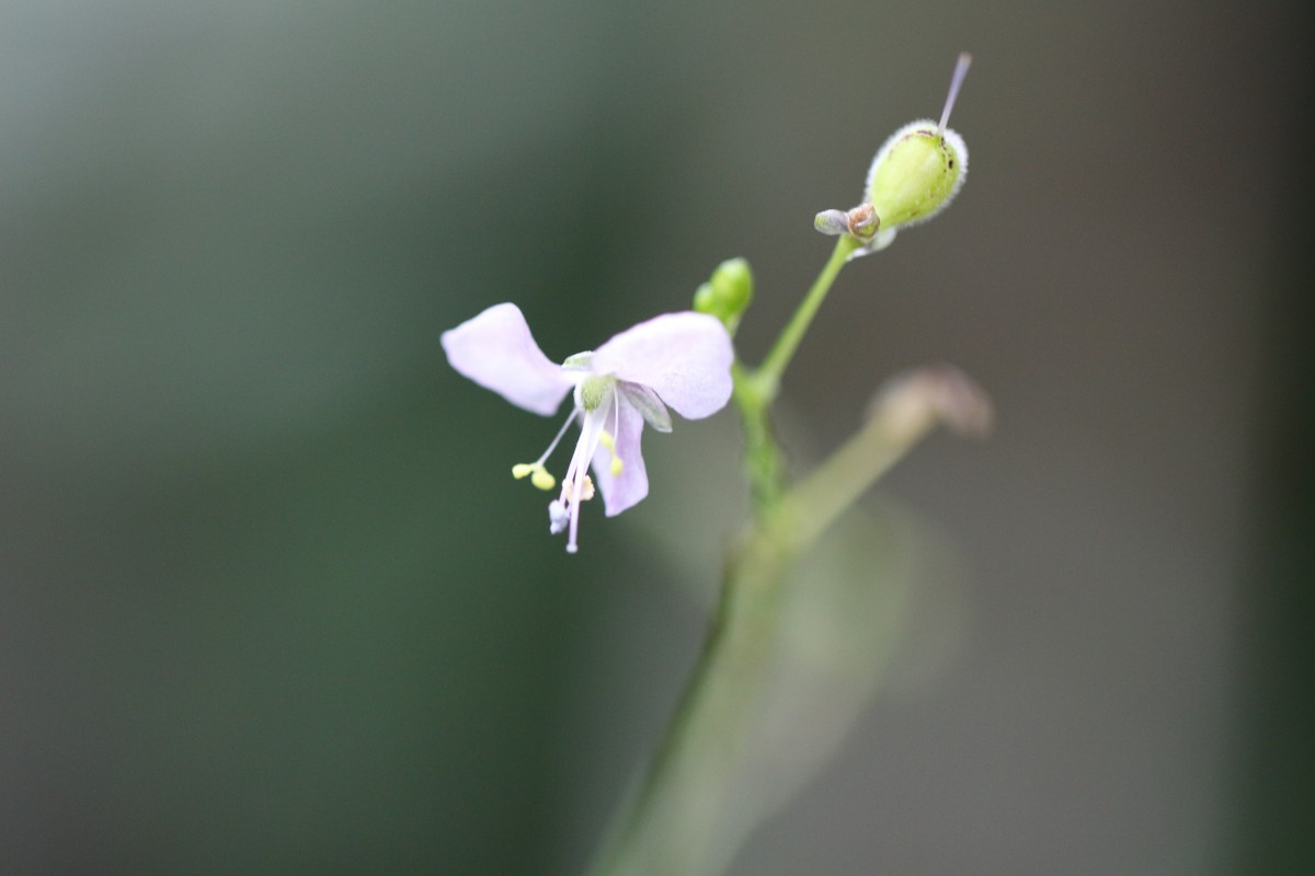 Rhopalephora scaberrima (Blume) Faden